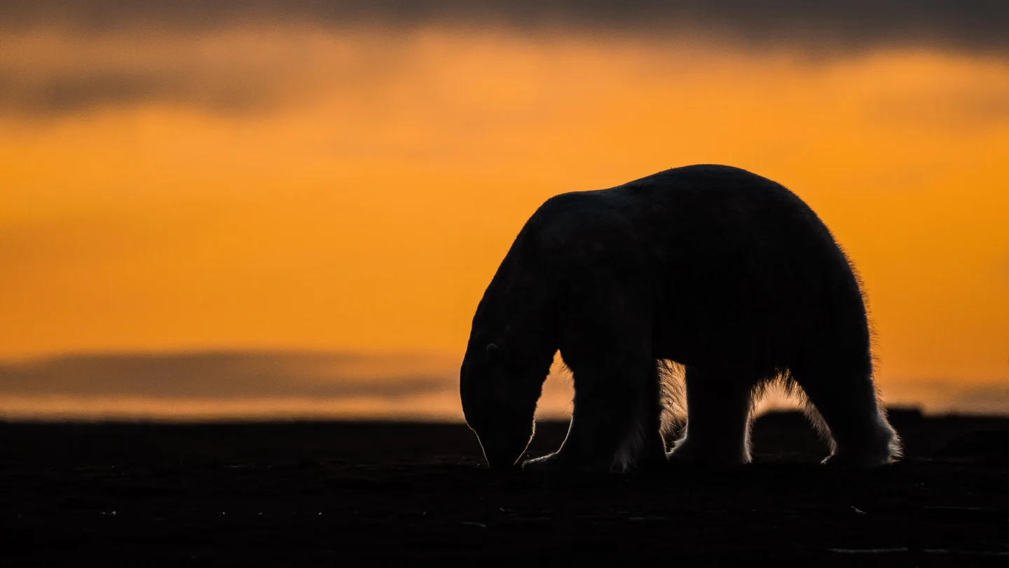 Kaktovik's Struggle to Balance Tourism and Tradition Amid Climate Change