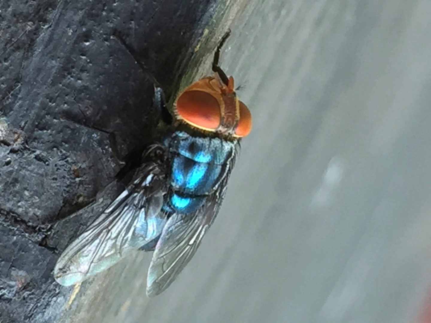 New World Screwworm Fly Threatens US Cattle Industry
