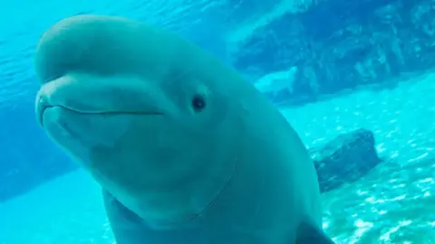 Controversy Erupts as Canadian Marine Park Considers Euthanizing 30 Beluga Whales
