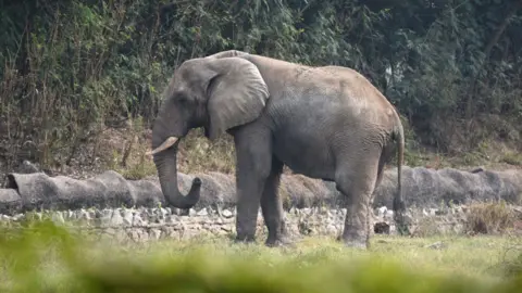 Shankar: The Tragic Life and Death of Delhi's Last African Elephant