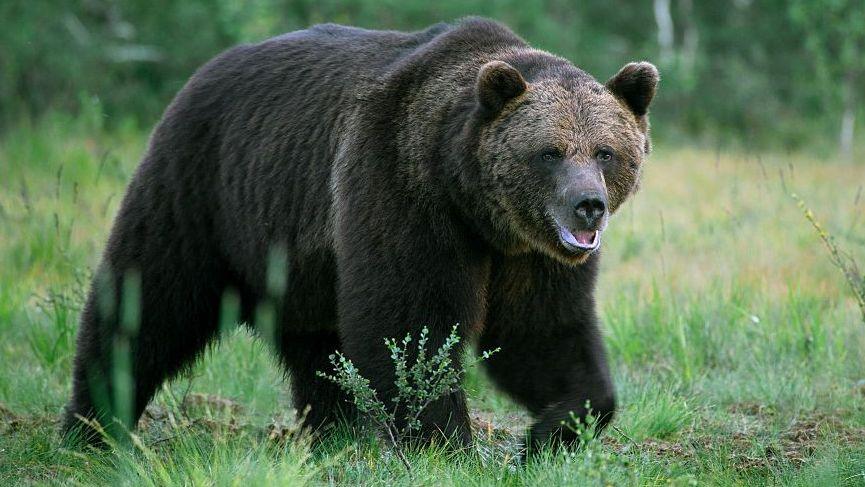 Bear Attack in Mongolian Suburban Ger Claims One Life