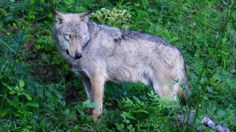 Tragic Poisoning Incident Claims Lives of 18 Wolves in Central Italy