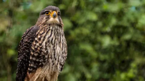 The New Zealand Falcon Takes the Crown: A Celebration of Native Species