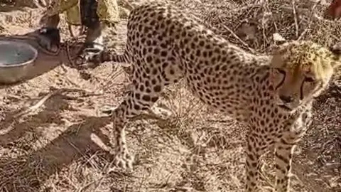 Kenyan Family Adopts Orphaned Cheetah Cub, Faces Community Backlash