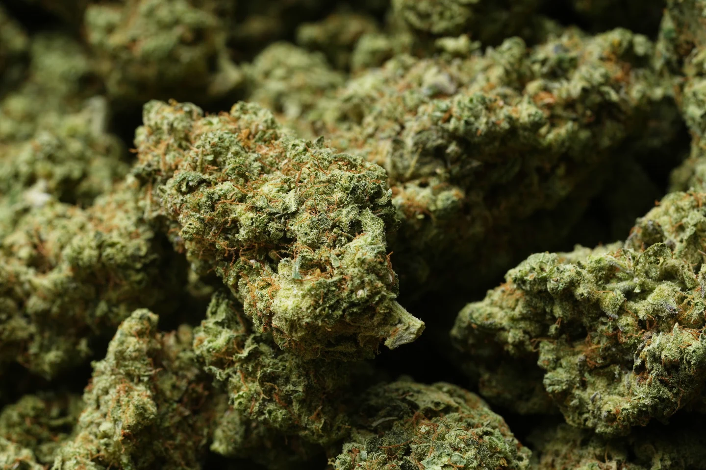 Trump's Landmark Reclassification of Medical Marijuana: A Game-Changer for the Industry