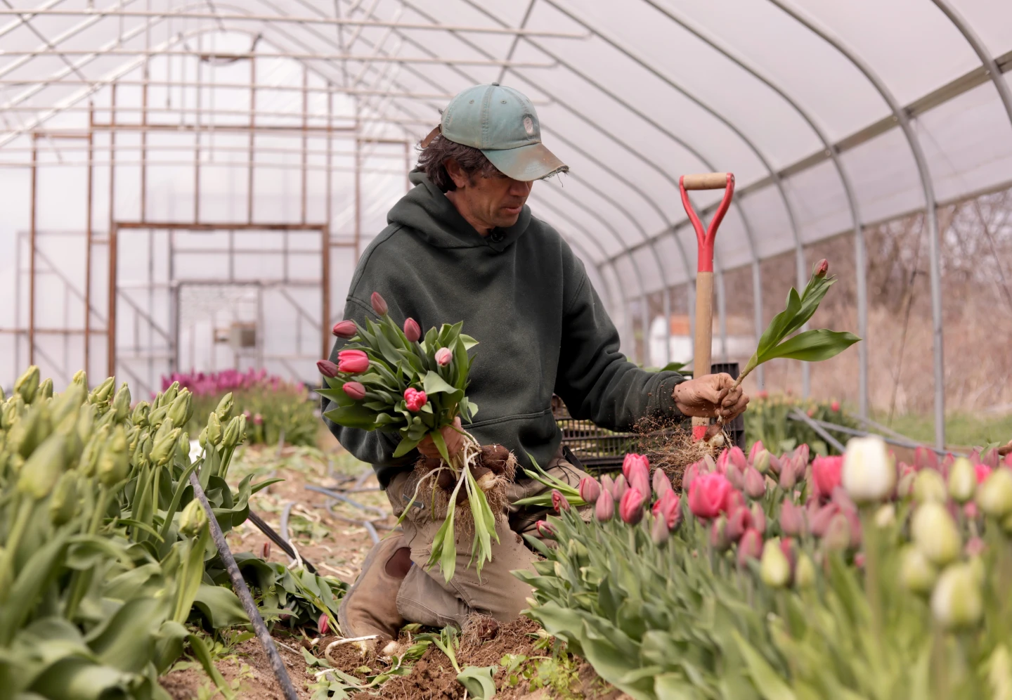 Unusual Weather Swings Disrupt Northeast Farmers' Crops