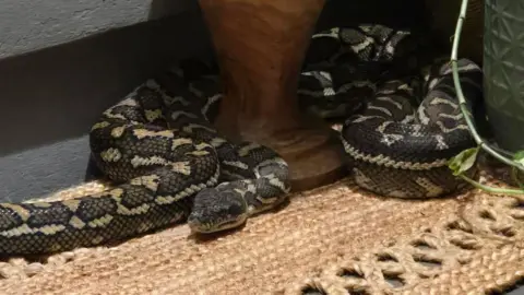 A Shocking Wake-Up: Australian Woman Finds Python on Her Chest