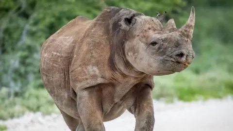 Namibia Deploys Army to Combat Wildfire Threatening Iconic Etosha National Park