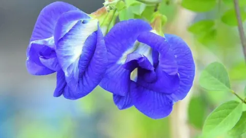 Transforming Lives: The Rise of Butterfly Pea Farming in India