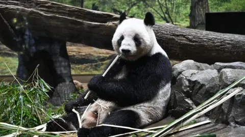 Emotional Farewell: Japan's Last Pandas Return to China Amidst Tense Relations