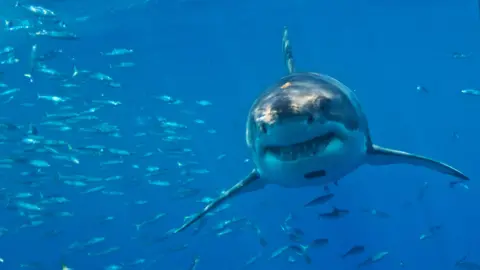Great White Sharks on the Brink of Extinction in the Mediterranean