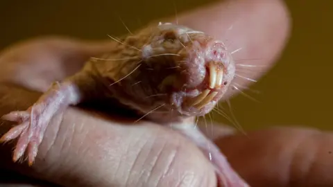 Unlocking Longevity: The Genetic Secrets of Naked Mole Rats