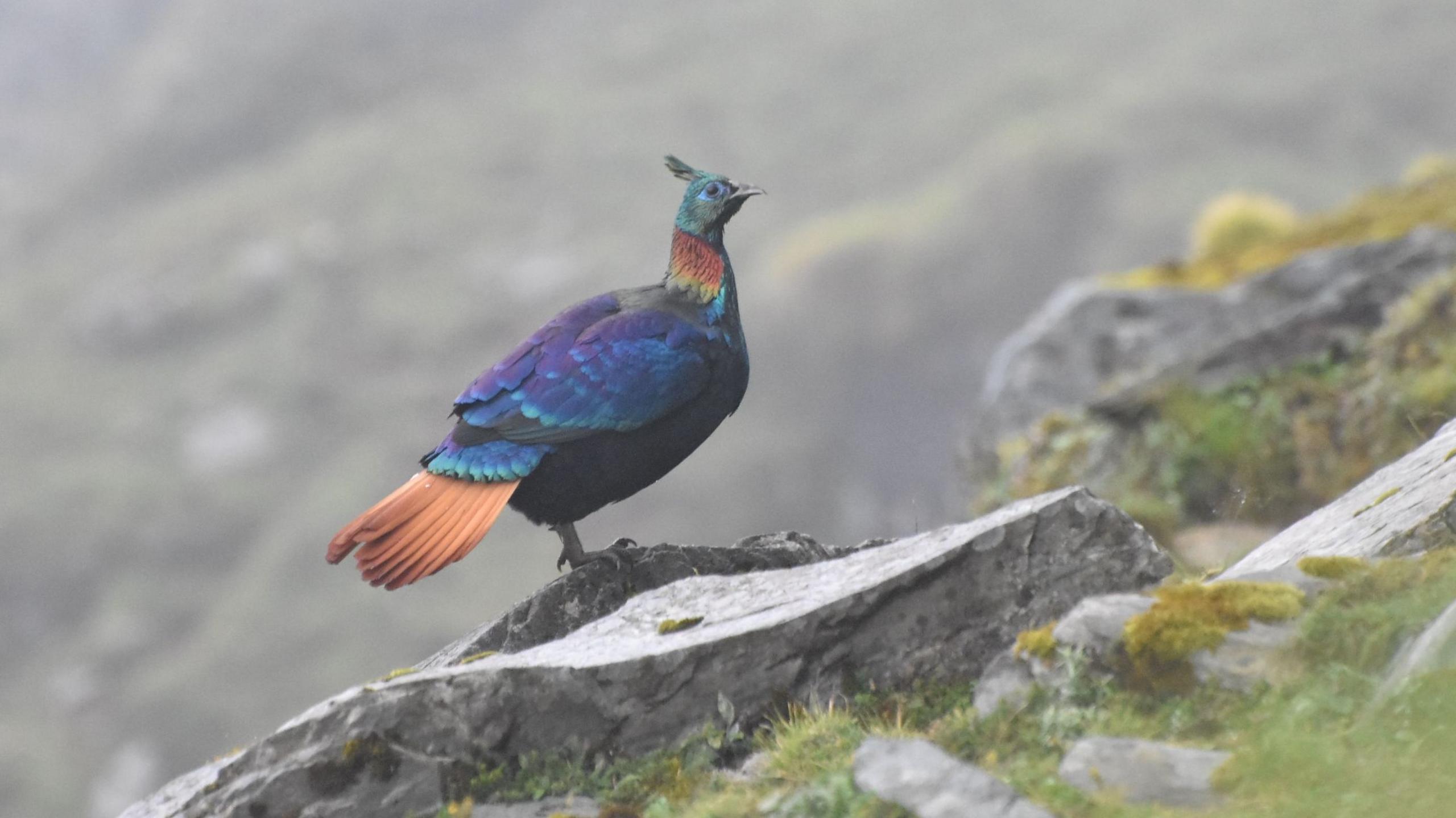 Monal: Himalayan Bird’s Call Shifts Amid Rising Noise and Climate Pressure
