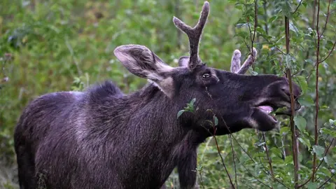 Emil the Elk: A Summer Journey Ends with Capture in Austria