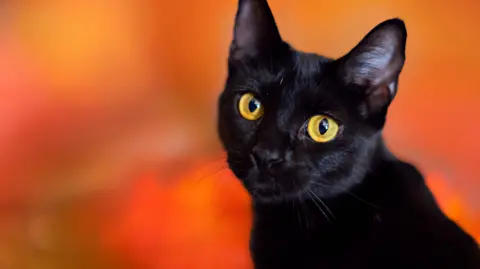 Terrassa, Spain, Imposes Temporary Ban on Black Cat Adoptions for Halloween