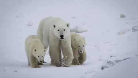 Rare Case of Polar Bear Adoption Documented in Northern Canada