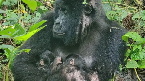Rare Birth of Twin Mountain Gorillas Documented in Virunga National Park