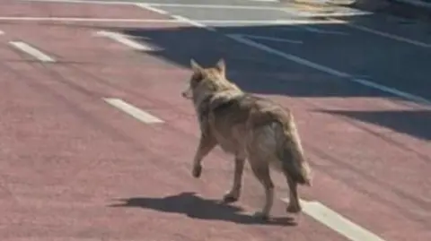 South Korea Police Arrest Man for Disrupting Wolf Search with Fake AI Photo