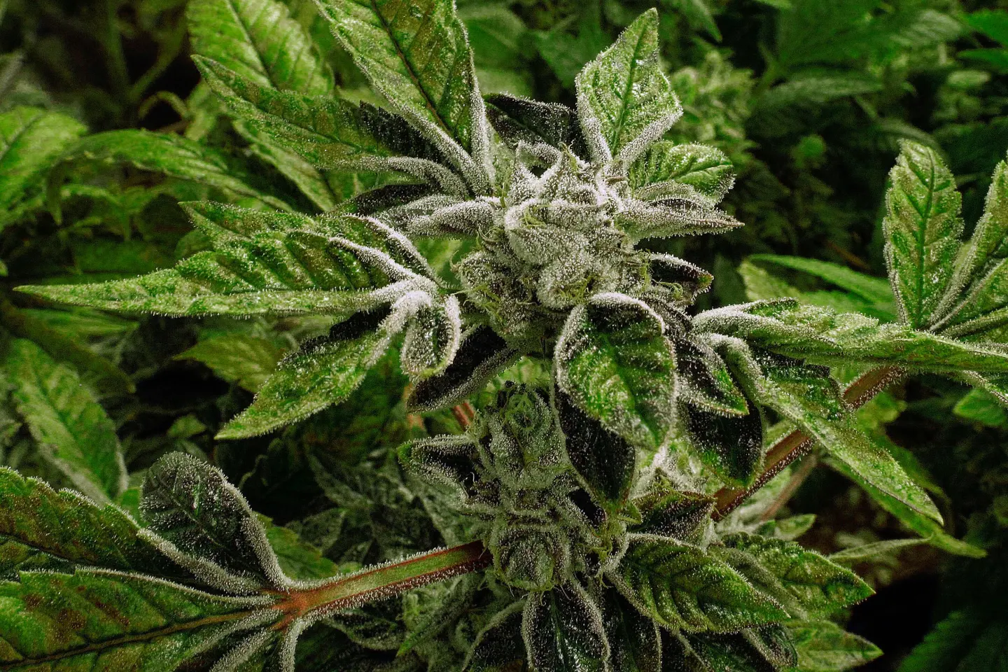 Major Shift as Trump Administration Reclassifies Medical Marijuana
