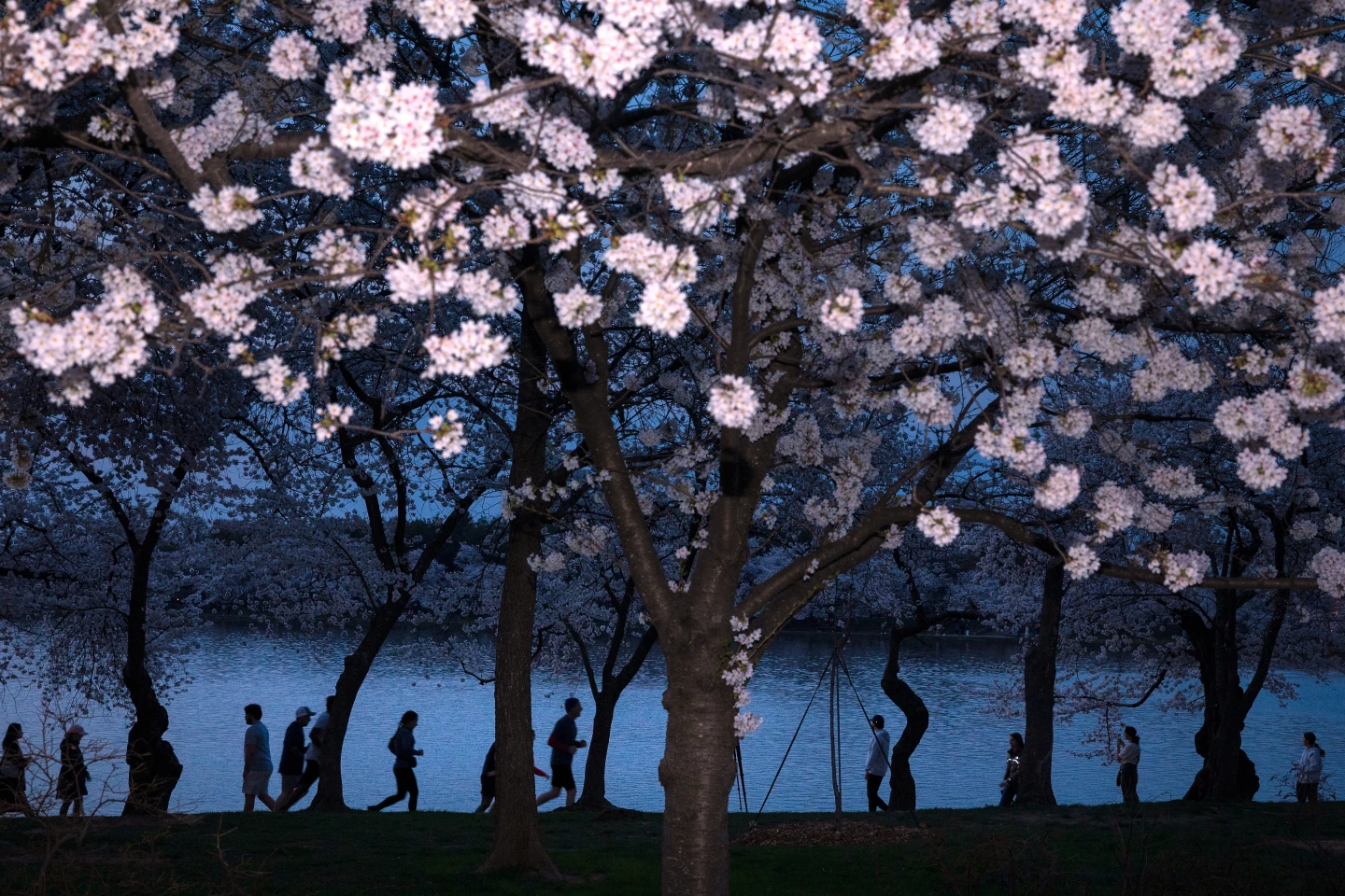 Washington's Cherry Blossoms Reach Peak Bloom Amid Ongoing Renovations