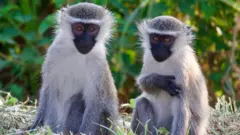 Vervet Monkeys Escape Into St. Louis, Causing Concern Among Residents