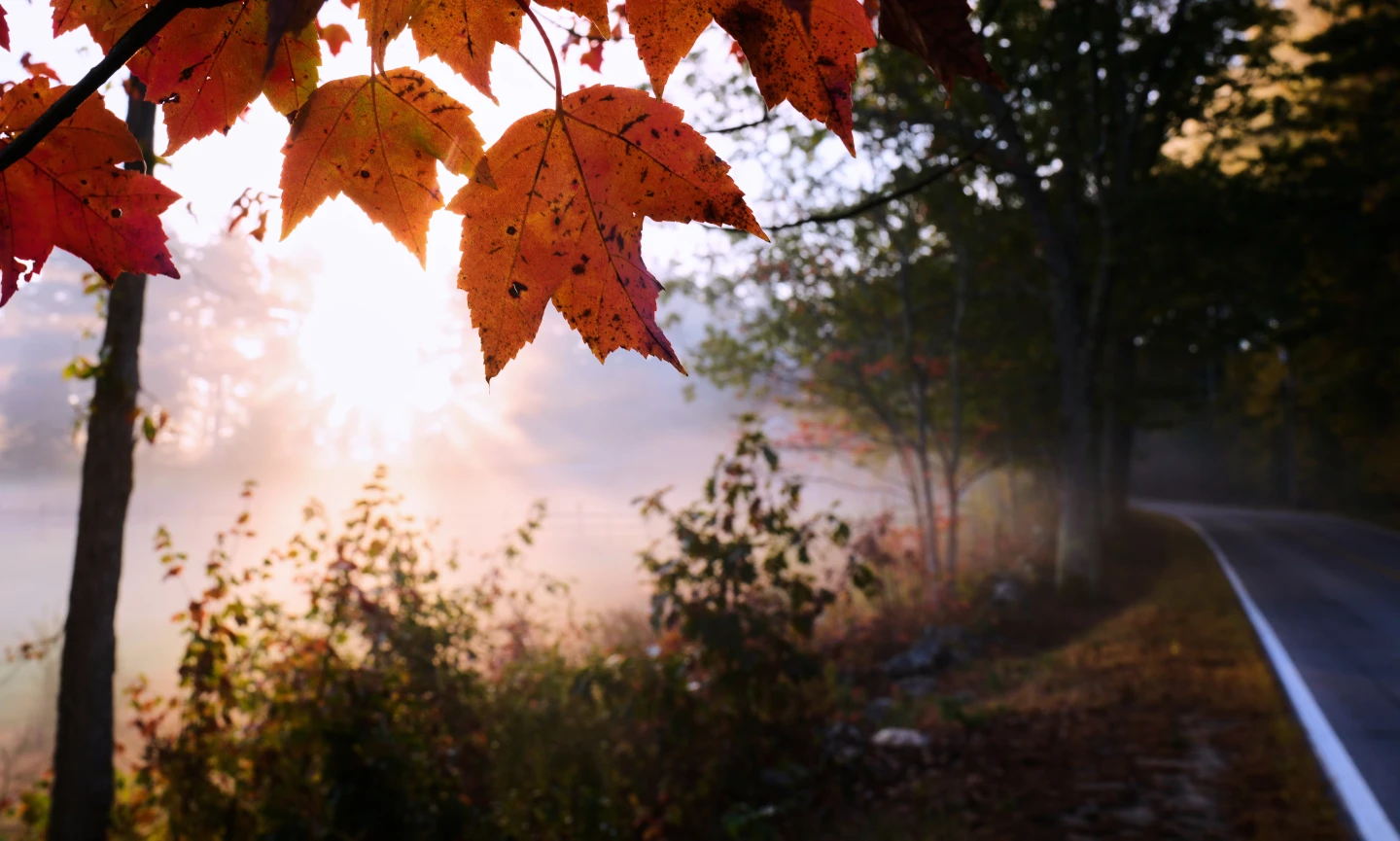 Muted Autumn Colors Amidst Drought in Northeast and Beyond